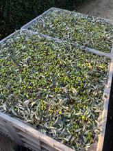 Carica l'immagine nel visualizzatore di Gallery, Olio Ecofattorie Sabine 2024, olio extravergine d'oliva edizione limitata