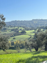 Carica l'immagine nel visualizzatore di Gallery, Olio Ecofattorie Sabine 2024, olio extravergine d'oliva edizione limitata