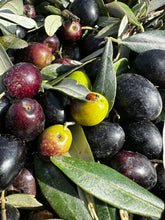 Carica l'immagine nel visualizzatore di Gallery, Olio Ecofattorie Sabine 2024, olio extravergine d'oliva edizione limitata