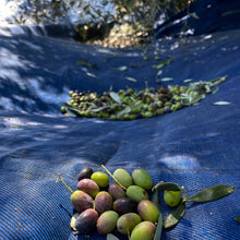 Carica l&#39;immagine nel visualizzatore di Gallery, 10 litri di OLIO Extravergine di Oliva (2024)

